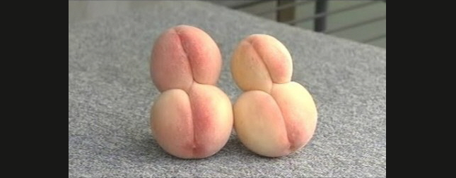 Tsunami, Jordbavning, Japan